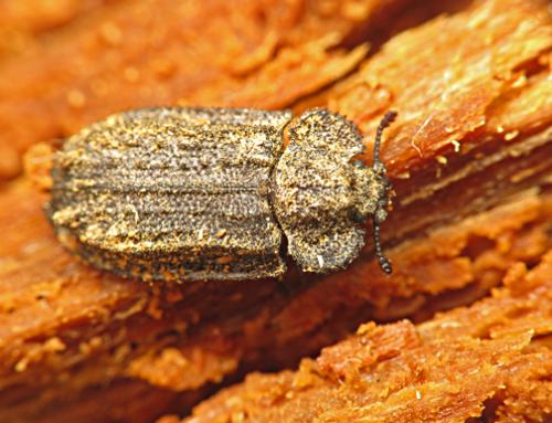 Réf. 70 188 : Calitys scabra