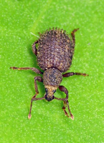 Otiorhynchus uncinatus