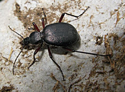 Cychrus schmidti