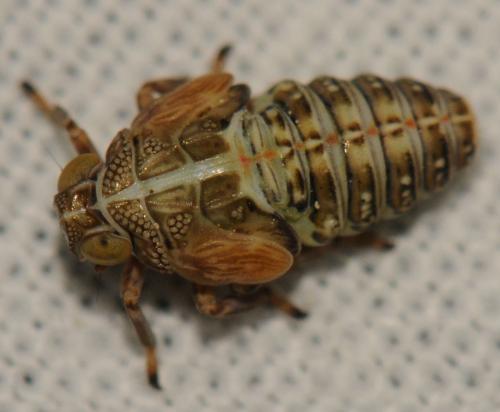 Issus coleoptratus