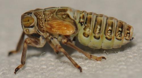 Issus coleoptratus
