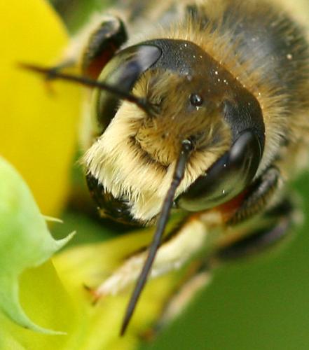 Réf. 70 398 : Megachile sp.