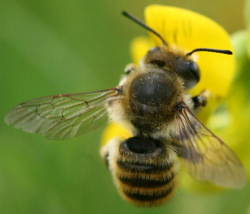 Megachile sp.