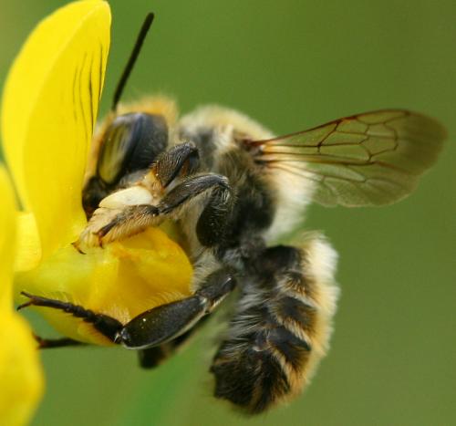 Réf. 70 400 : Megachile sp.