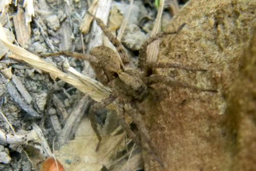Alopecosa albofasciata