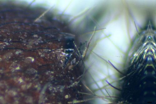 Smicromyrme sp.