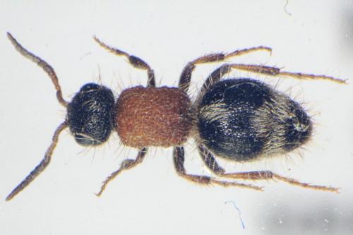 Réf. 70 015 : Smicromyrme sp.