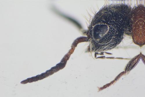 Réf. 70 016 : Smicromyrme sp.