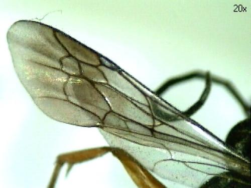 Réf. 70 494 : Agenioideus cinctellus
