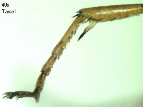 Réf. 70 495 : Agenioideus cinctellus