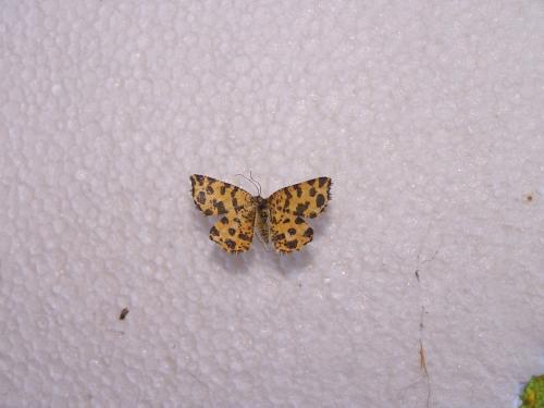 Pseudopanthera macularia