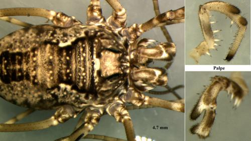 Réf. 70 821 : Platybunus pinetorum