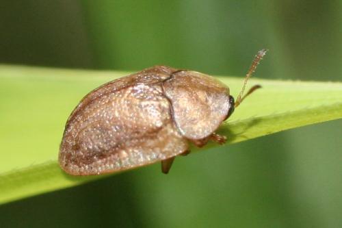 Réf. 70 071 : Hypocassida subferruginea