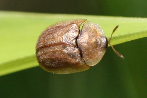 Réf. 70 072 : Hypocassida subferruginea