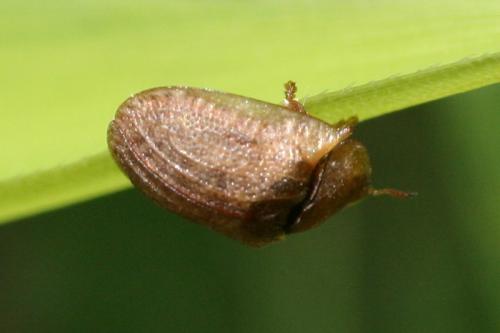 Réf. 70 073 : Hypocassida sp.
