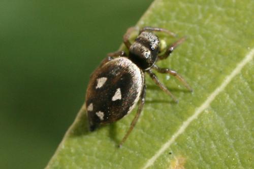 Heliophanus sp.