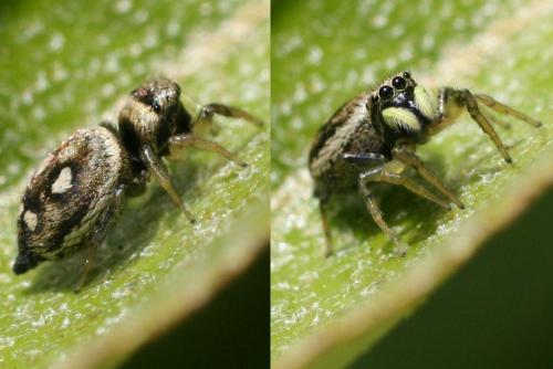 Heliophanus sp.
