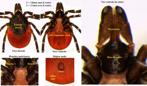 Réf. 70 051 : Ixodes ricinus