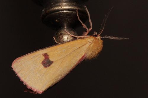 Diacrisia sannio