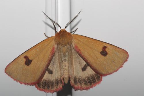 Réf. 70 114 : Diacrisia sannio