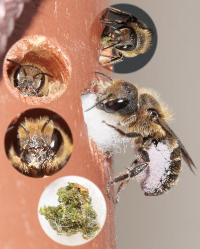 Réf. 70 080 : Osmia niveata