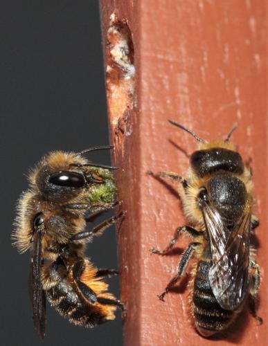 Réf. 70 000 : Osmia niveata
