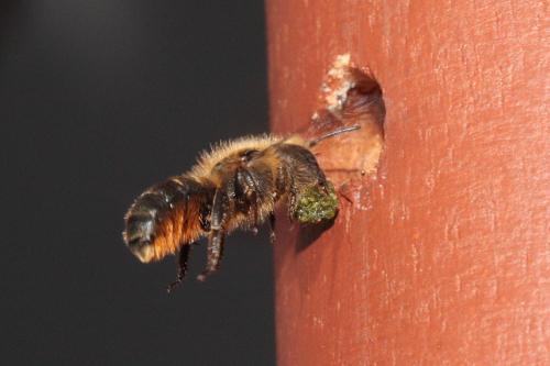 Réf. 70 001 : Osmia niveata