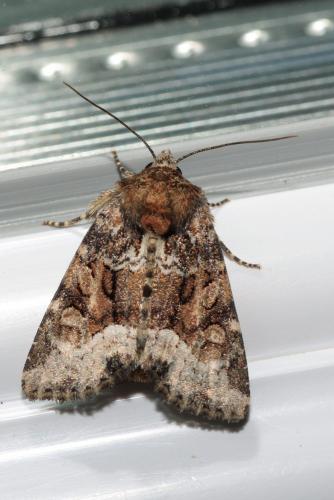 Oligia sp.