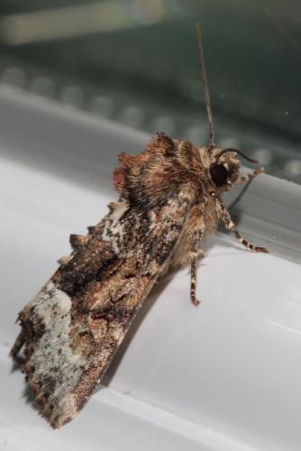Oligia sp.