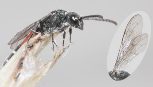Réf. 70 029 : Sapyga quinquepunctata