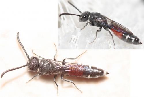 Réf. 70 030 : Sapyga quinquepunctata