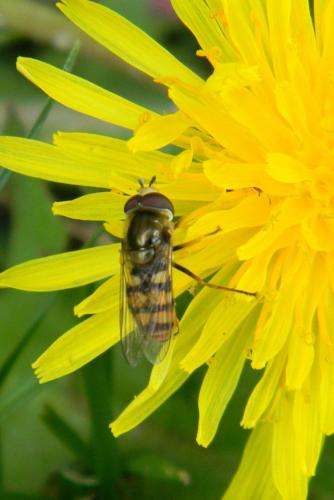 Eupeodes corollae