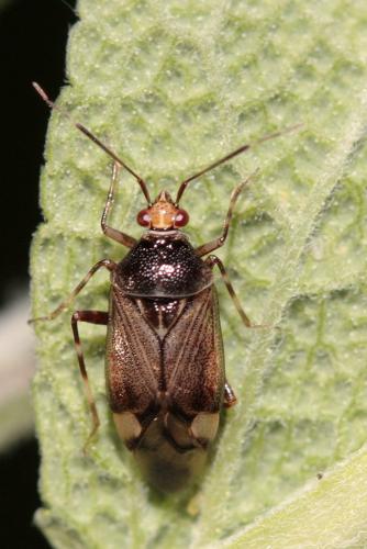 Réf. 70 197 : Deraeocoris flavilinea
