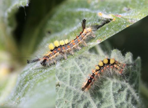 Orgyia antiqua