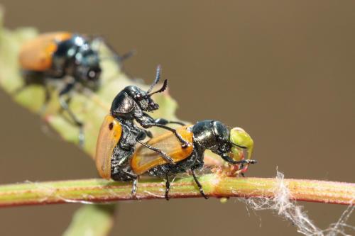 Labidostomis humeralis