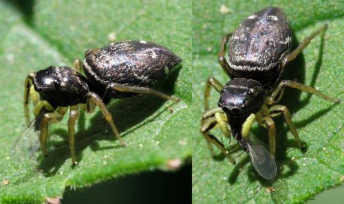 Réf. 70 254 : Heliophanus cupreus