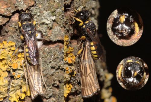 Lestica clypeata