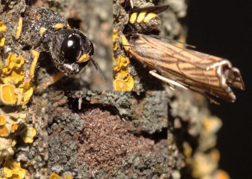 Lestica clypeata