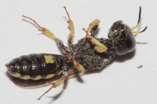 Lestica clypeata