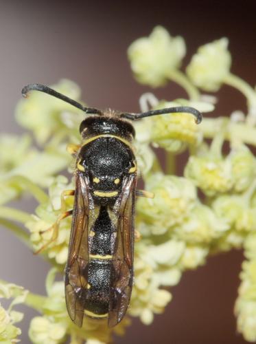 Eumenes sp.