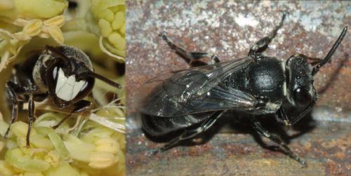 Réf. 70 357 : Hylaeus signatus