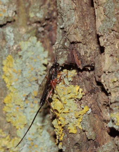 Réf. 70 404 : Lissonota sp.