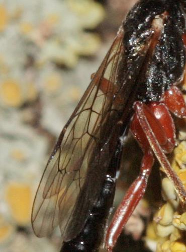 Réf. 70 636 : Lissonota sp.