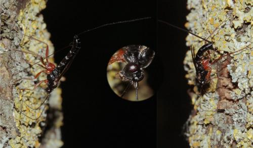 Réf. 70 405 : Lissonota sp.