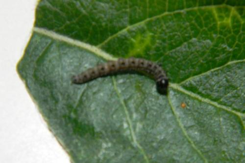 Yponomeuta sp.