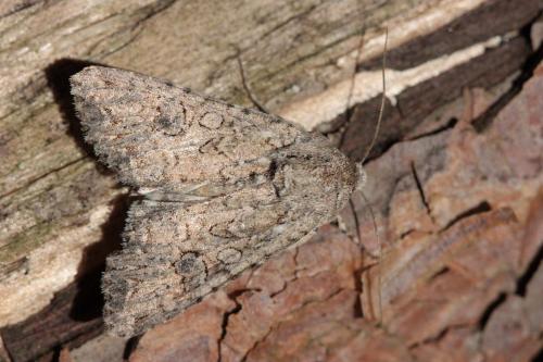 Réf. 70 675 : Anarta trifolii