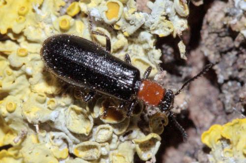 Réf. 70 785 : Tillus elongatus