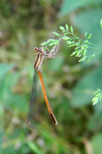 Platycnemis acutipennis