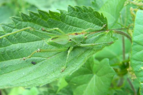 Tettigonia viridissima
