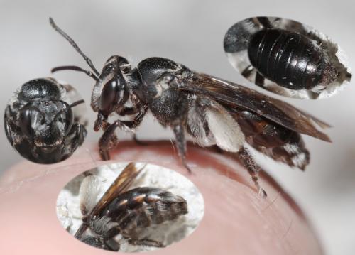 Andrena sp.